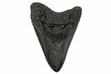 Bargain, Fossil Megalodon Tooth - Repaired #251273-1